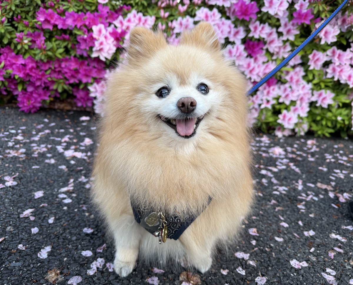 ポメラニアン,^•ﻌ•^,もふ 15さい！ (@pome_mof) / Posts / X