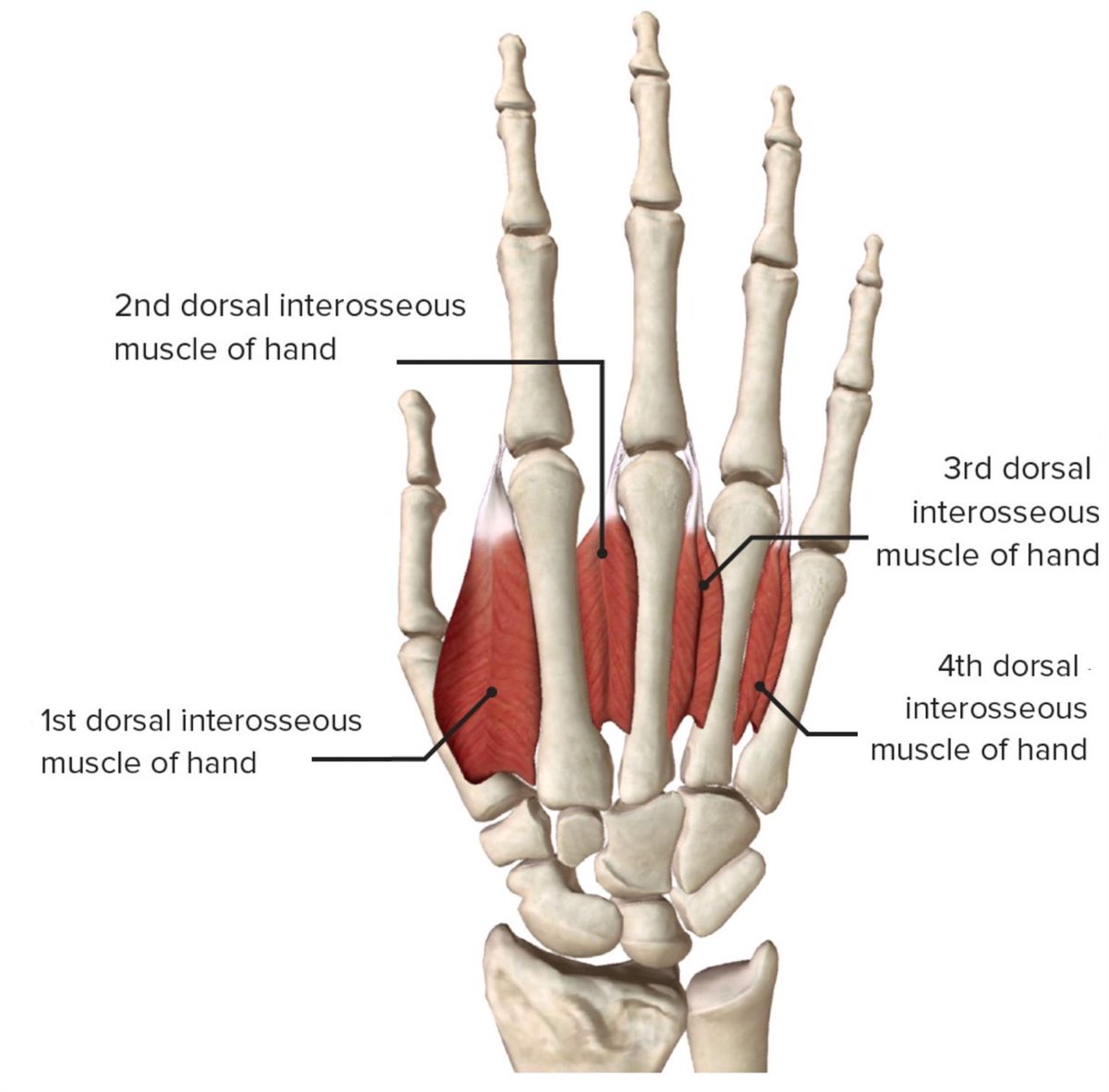 singleserenade's tweet photo. #ananforscience: let's talk about the tiny muscles of the hand called interossei muscles (inter=between; ossei=bone)
these tiny muscles assist other big muscles in different movements of the hand. the first interosseous muscle is sometimes bulky & easily visible✨️
#yinyin_anw https://t.co/9zTJ6Q9X3j