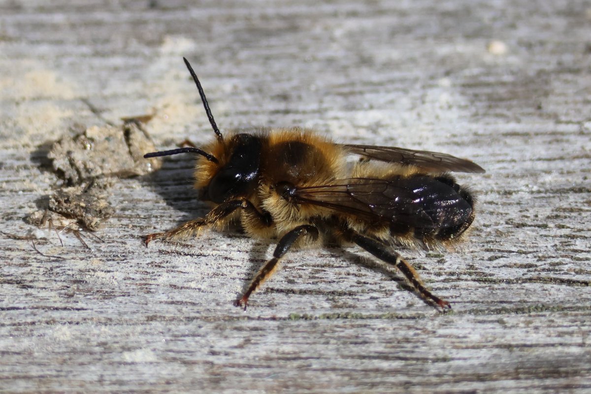 Ruth Newby (@ruth_newby) on Twitter photo A Megachille sp. male from <a href="/ladywalk_nr/">Ladywalk NR</a> on Sunday. Iâm struggling to pin down the species, any suggestions gratefully received! <a href="/StevenFalk1/">Steven Falk</a> <a href="/iancbeavis/">Ian Beavis</a> #solitarybees A Megachille sp. male from <a href="/ladywalk_nr/">Ladywalk NR</a> on Sunday. Iâm struggling to pin down the species, any suggestions gratefully received! <a href="/StevenFalk1/">Steven Falk</a> <a href="/iancbeavis/">Ian Beavis</a> #solitarybees