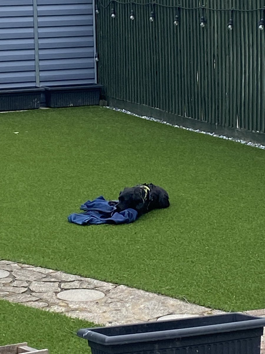 Chill in the air this morning decided I needed a jacket for walkies. 
Then decided needed 🚽 before heading out 
🤔🤔🤔 where’s my jacket. Know I got it from the porch  
Rowen you little $¥%#er
