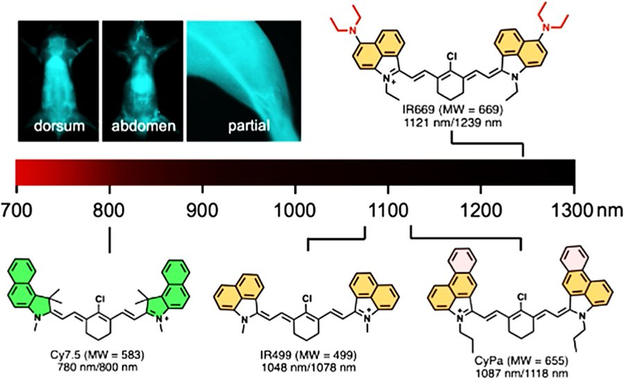 Heptamethine cyanine with 1239 nm fluorescence emission for in vivo imaging
sciencedirect.com/science/articl…
via <a href="/ChinChemLett/">Chinese Chemical Letters</a>
#NIR-II #Fluorescent dyes #Heptamethine cyanine #Cyanine limit #In vivo imaging #MedTwitter #scicomm #MedEd #AcademicTwitter