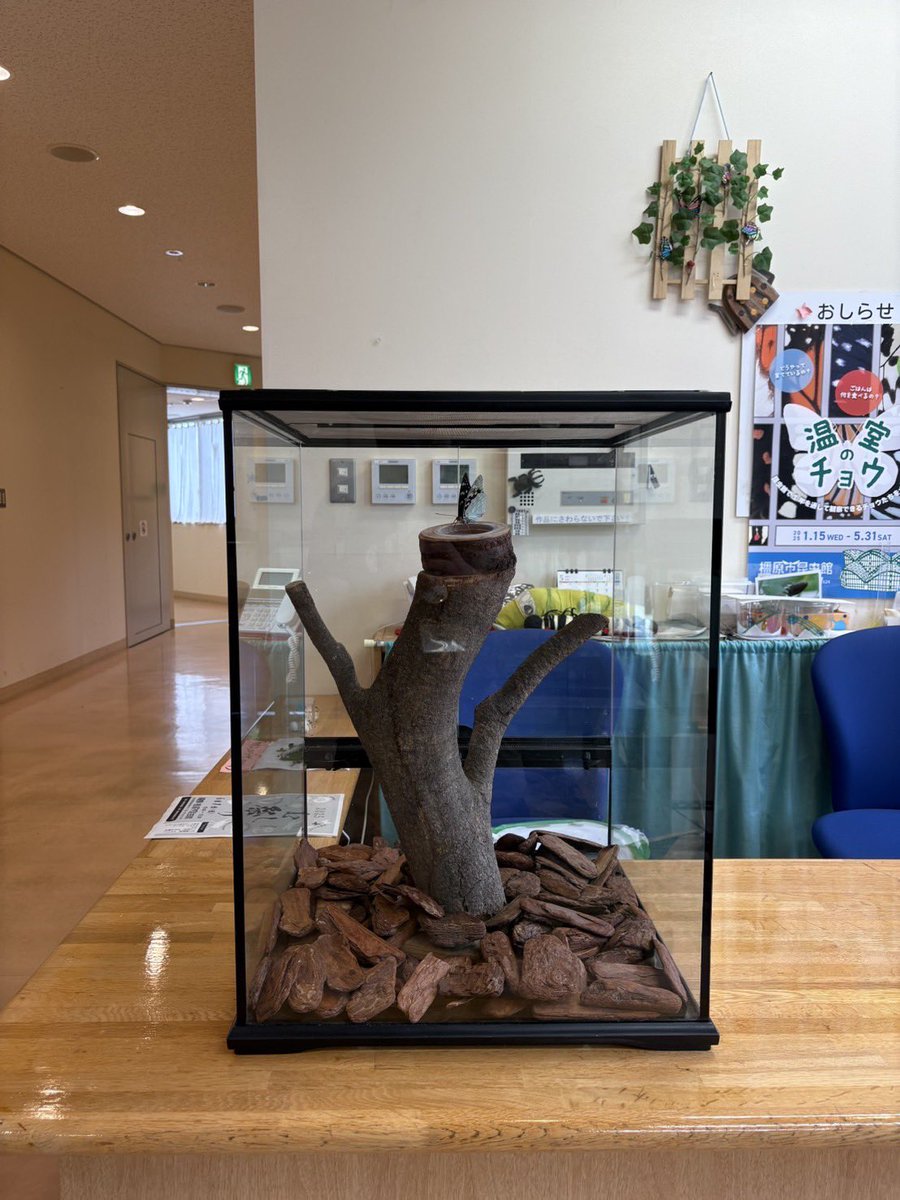 ついに！日本の国蝶オオムラサキが羽化！！
2025年の一頭目が羽化しました！
今のところ、終齢幼虫、サナギ、成虫が見れます！
2025年6月1日(日)の橿原市昆虫館、むし祭りでも間近で見れます。
ぜひ、ご来館ください。
#橿原市昆虫館 #オオムラサキ