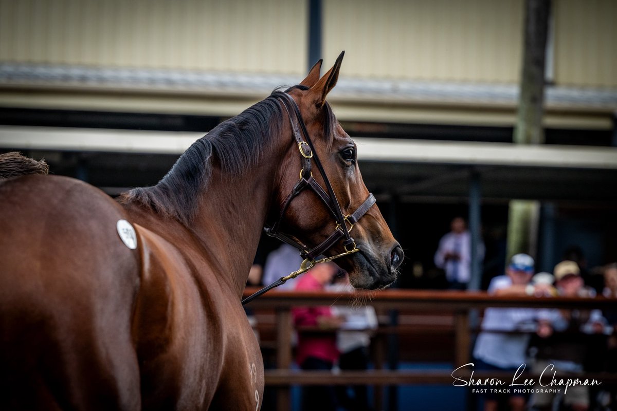 FastTrackPhotog's tweet image. Zougotcha sells for $5.25 million to Tom
Magnier from Chris Waller Racing @mmsnippets @TomMagnier @CoolmoreAus @AndrewNJHawkins @anz_news