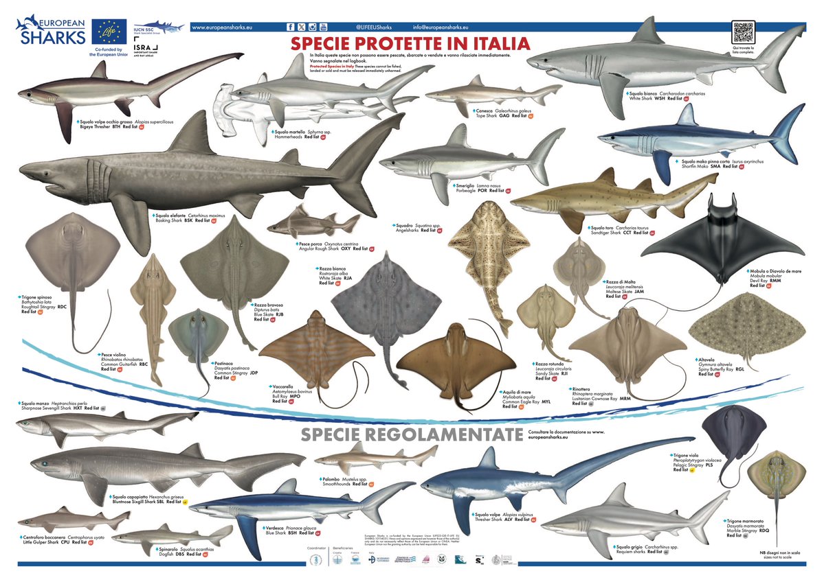 European Sharks - a LIFE project (@lifeeusharks) on Twitter photo Just out! New poster on🦈 and rays protected/regulated in🇮🇹.
Download, share, and help boost compliance across the Med - and pls follow us in our efforts to safeguard #Medsharks, with help from our <a href="/LIFEprogramme/">LIFE Programme</a> 💙
👉 europeansharks.eu
#SharkConservation Just out! New poster on🦈 and rays protected/regulated in🇮🇹.
Download, share, and help boost compliance across the Med - and pls follow us in our efforts to safeguard #Medsharks, with help from our <a href="/LIFEprogramme/">LIFE Programme</a> 💙
👉 europeansharks.eu
#SharkConservation