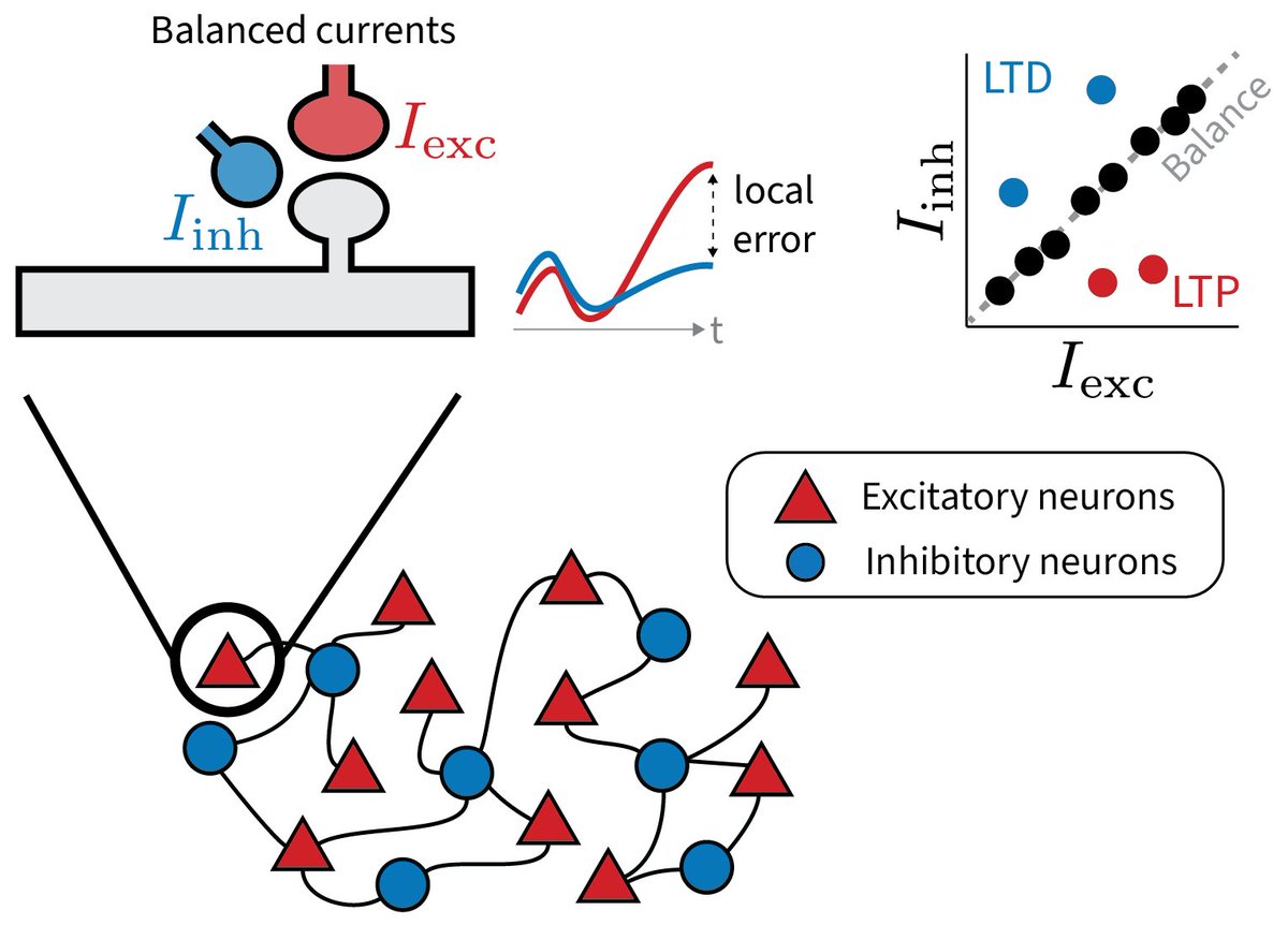 Friedemann Zenke (@hisspikeness) on Twitter photo 1/6 Why does the brain maintain such precise excitatory-inhibitory balance?
Our new preprint explores a provocative idea: Small, targeted deviations from this balance may serve a purpose: to encode local error signals for learning.
biorxiv.org/content/10.110…
led by <a href="/j_rossbroich/">Julian Rossbroich</a> 1/6 Why does the brain maintain such precise excitatory-inhibitory balance?
Our new preprint explores a provocative idea: Small, targeted deviations from this balance may serve a purpose: to encode local error signals for learning.
biorxiv.org/content/10.110…
led by <a href="/j_rossbroich/">Julian Rossbroich</a>