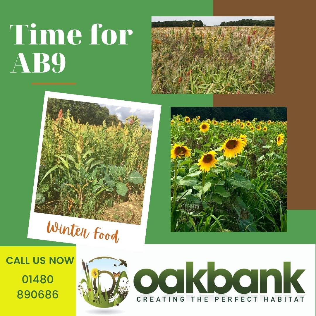 Oakbank Game (@oakbankgame) on Twitter photo With proper rain forecast this week across the country, we are ready for your call to discuss AB9 seed options.
01480 890686 or info@oakbankgc.co.uk With proper rain forecast this week across the country, we are ready for your call to discuss AB9 seed options.
01480 890686 or info@oakbankgc.co.uk