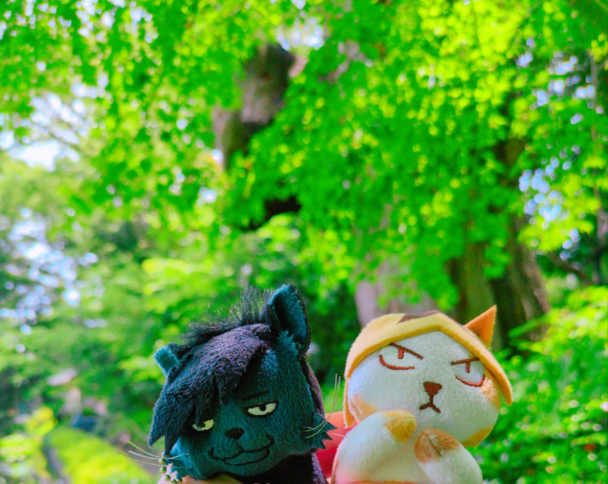 purinncat's tweet photo. 🐈‍⬛🐈️🌸🌿 https://t.co/zqv3ousbHv