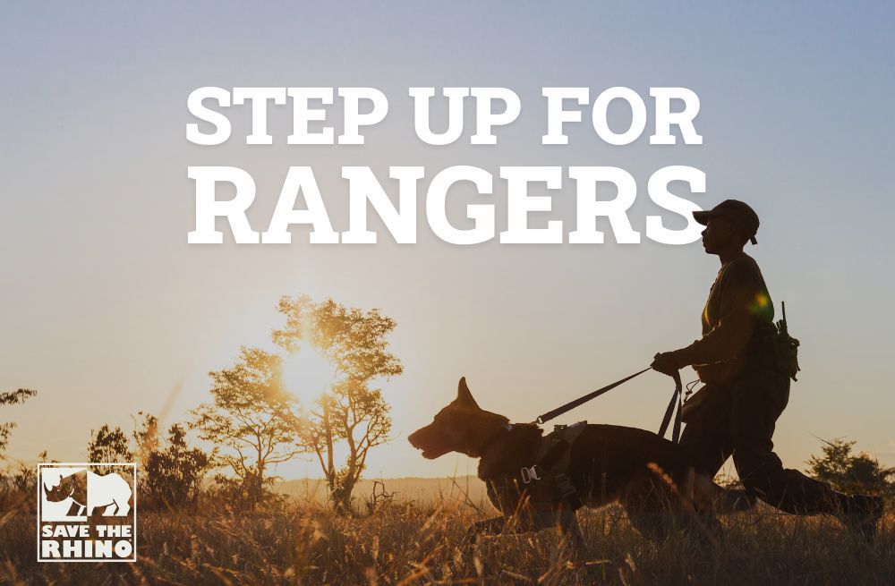 savetherhino's tweet photo. 🚨 DOUBLE YOUR DONATION, DOUBLE YOUR IMPACT! 🚨
For 10 days, every gift to our Step Up for Rangers appeal will be matched! Help us raise £20k to equip rangers with essential kit to protect rhinos 🦏
Donate 👉 https://t.co/hcjGrx6c9t
#DoubleYourDonation #SupportRangers https://t.co/oY1NXKUhae