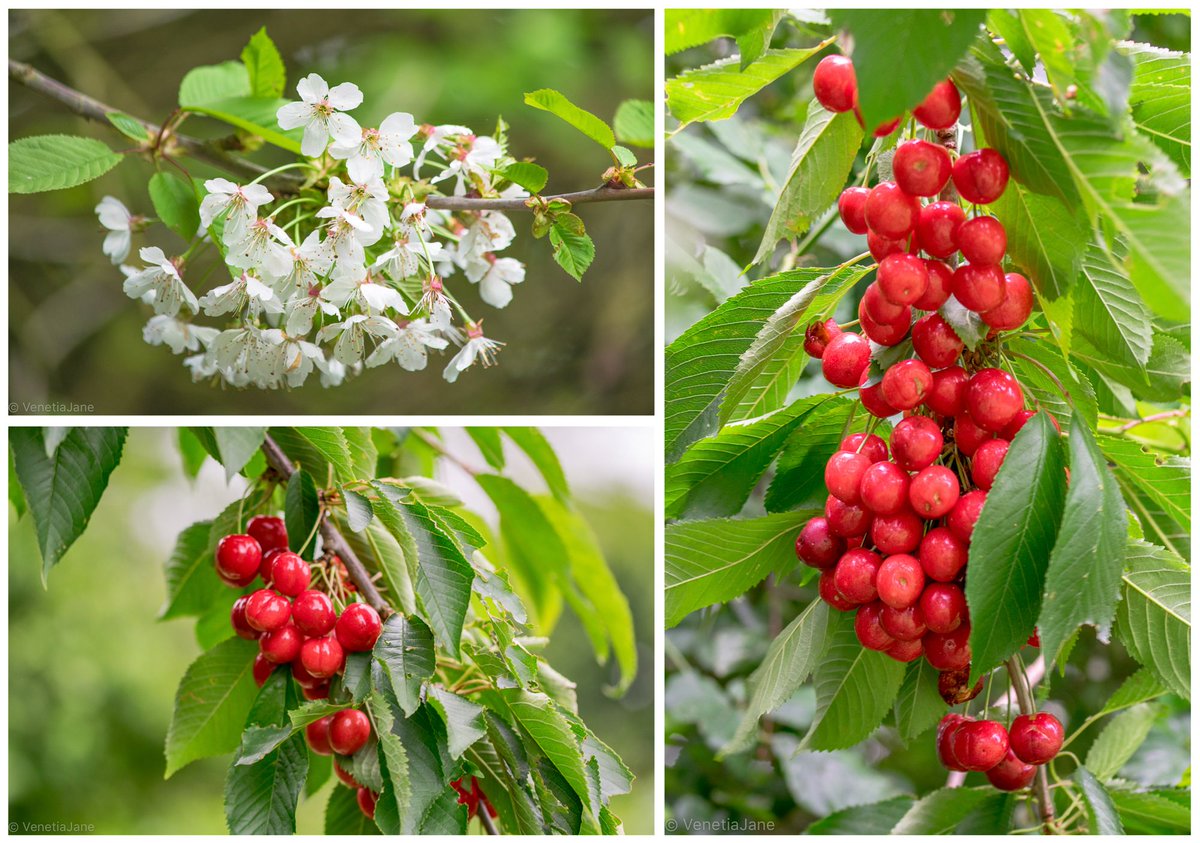 When I was a child my grandmother told me, “cherries keep you young.” In Chinese myth they symbolize immortality, and the Phoenix of Greek myth, reborn from ashes, is said to sleep on cherry blossom. As I turn another year older today, perhaps I should eat some! #FairytaleTuesday