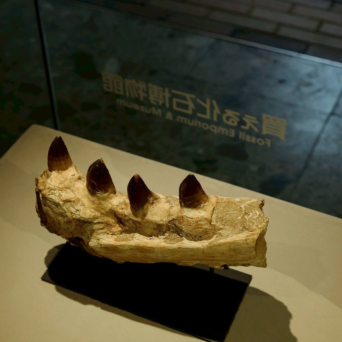 ＜海の怪物！モササウルス顎化石＞

圧倒的な存在感を放つ、モササウルスの巨大な顎（あご）の化石です。
4本の大きな歯に加え、デンタルバッテリーと呼ばれる控えの歯も1本残ってます。

化石本体を正確に採寸し、当店ロゴ入りのスチール製専用台座を特注で製作。