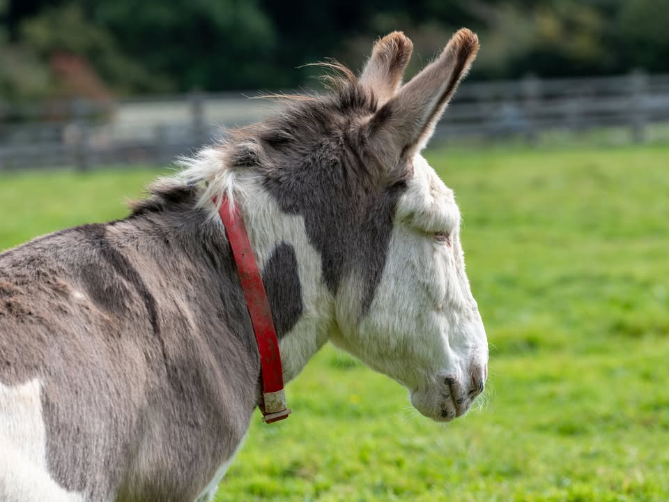 As a donkey ages, there are plenty of things to consider to make to ensure they stay fit and well in their golden years. 💭

Find out what goes into caring for a senior donkey ➡️ bray.news/3ZsaCw1