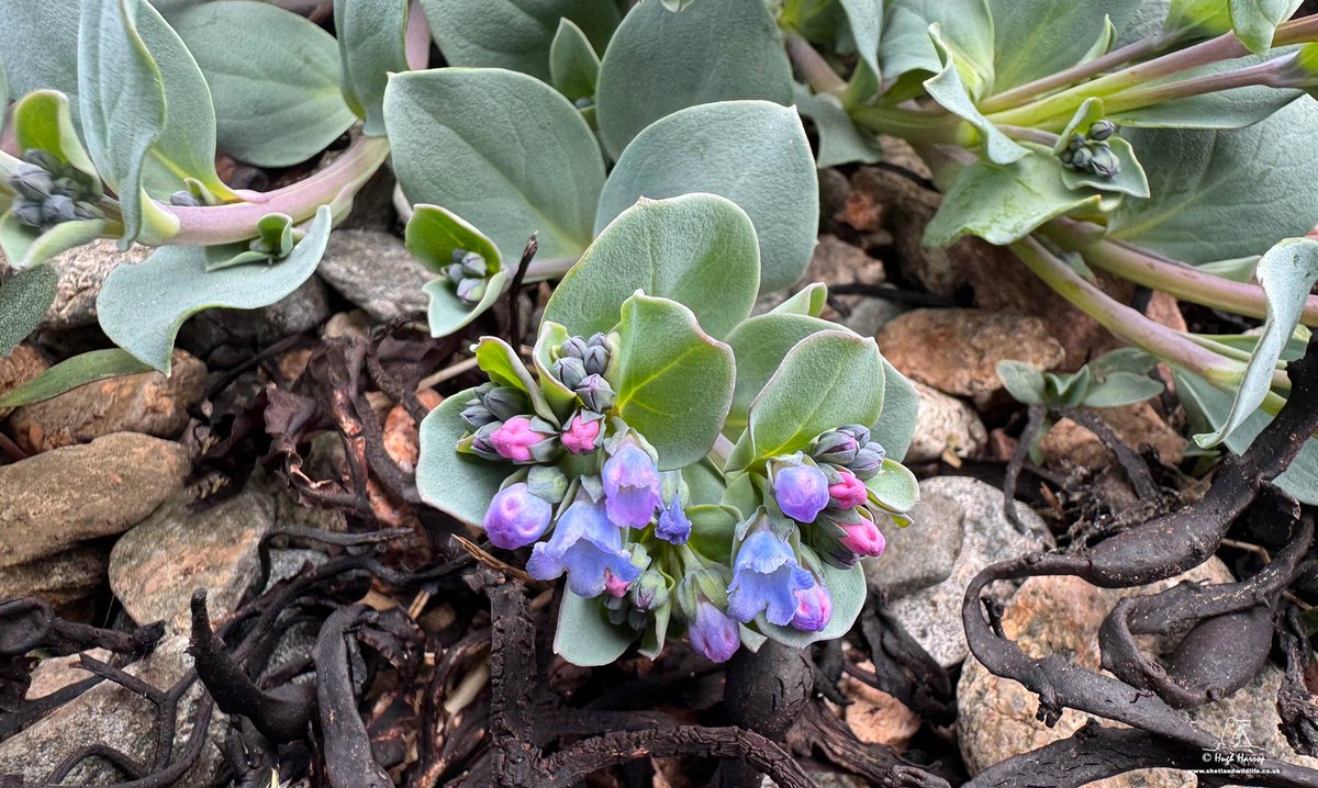 ShetlandWild's tweet image. Oysterplant photographed by Hugh in the north Mainland last week on our Ultimate Shetland tour. This gorgeous maritime perennial is now restricted to just  a handful of coastal sites in Shetland. The stunning flowers are pink  in bud and change to a lovely blue as they open.