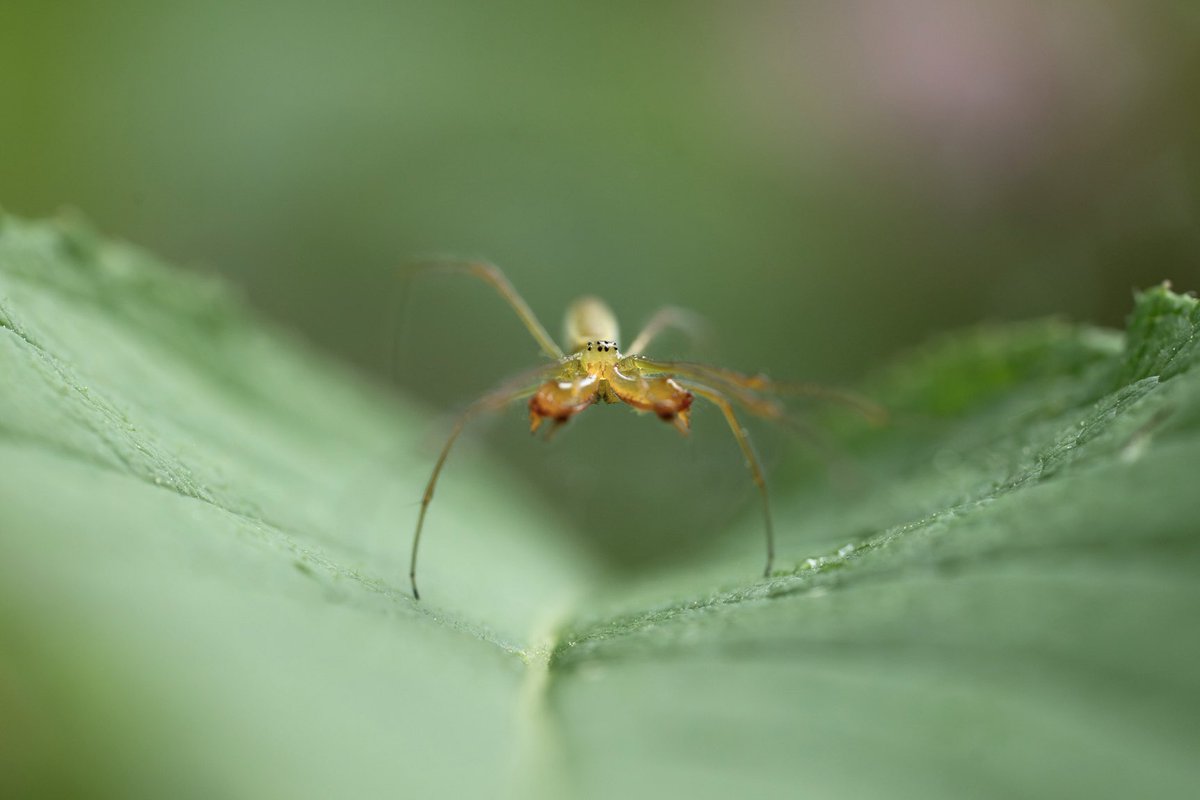 In the forest, I came face to face with the eight tiny little eyes of the beautifully colored spider.
I'm afraid of spiders. When they come to play in my room, I try hard to let them go. However, recently I was surprised to learn that spiders have as many as six to eight eyes.