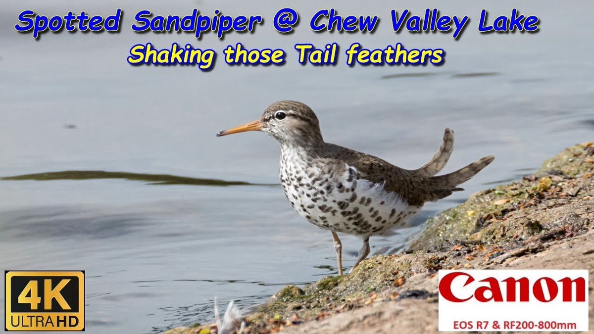 Wayne + Lauren (@nslbirding) on Twitter photo Spotted Sandpiper at Chew Valley Lake
26/05/2025
youtu.be/UUgH1yzg8no
<a href="/bristolbirding/">BristolBirding</a> <a href="/RareBirdAlertUK/">RareBirdAlertUK</a> Spotted Sandpiper at Chew Valley Lake
26/05/2025
youtu.be/UUgH1yzg8no
<a href="/bristolbirding/">BristolBirding</a> <a href="/RareBirdAlertUK/">RareBirdAlertUK</a>