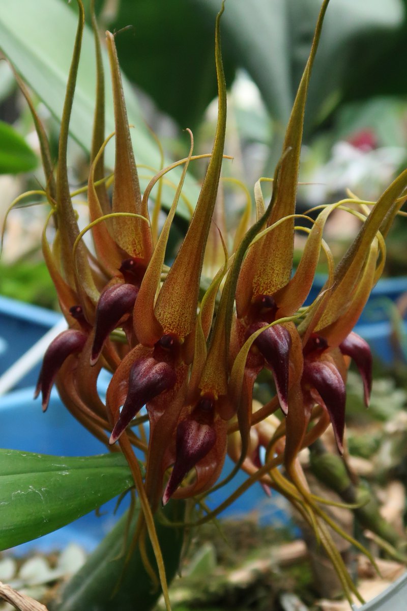 バルボフィラム・サルタトリウム　アフリカ産珍奇花の原種 不思議な花 | nakato-orchids