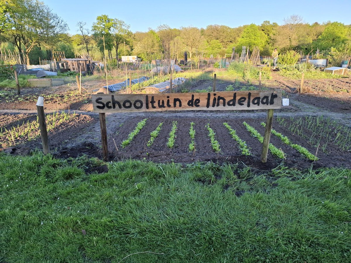De kinderen van groep 7 van De Lindelaar in Westerbork hebben zich vol enthousiasme op het moestuinieren gestort. In de tuin zijn al aardappelen gepoot en is spinazie, snijbiet, peen en rucola gezaaid.
meer info: duurzaamwesterbork.nl