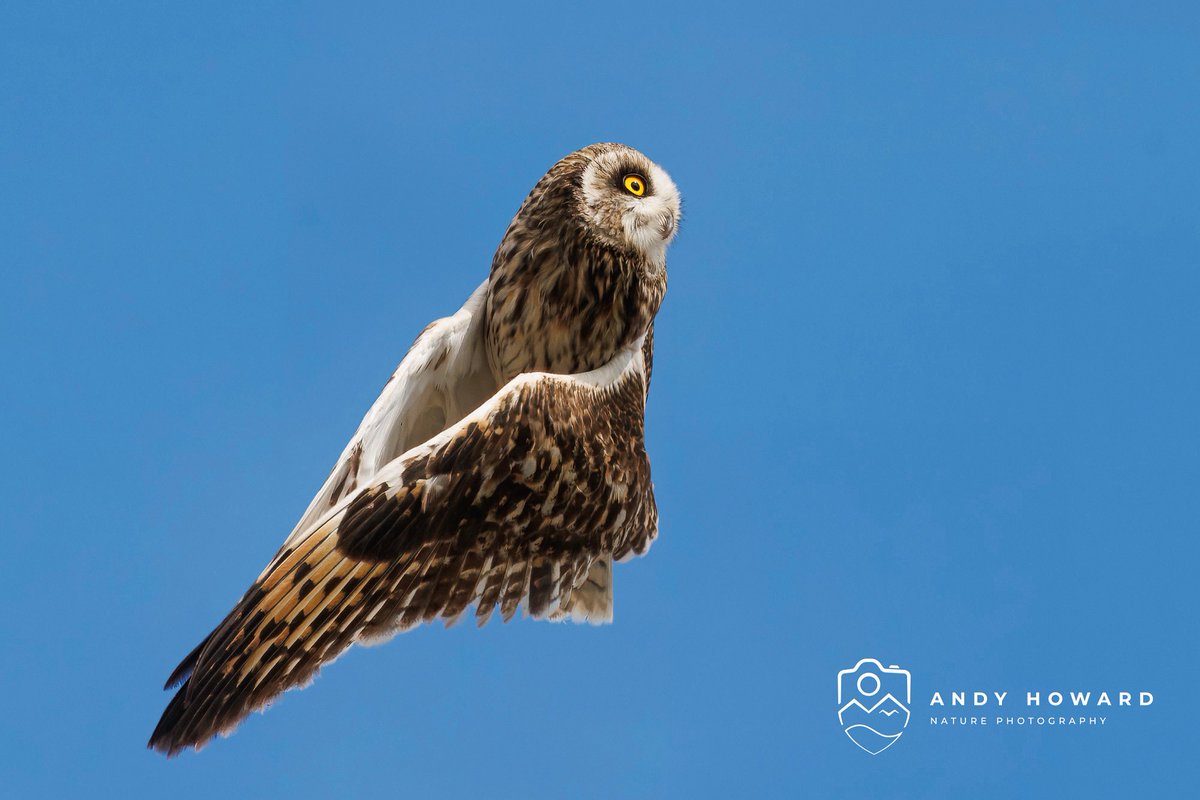 highland_andy's tweet image. #shortearedowl wing clapping to ward off the approach of another owl. This happens when there's a dispute over territory or another owl is encroaching on a nearby nest.
Captured on one of my recent #hebridesexperience workshops.