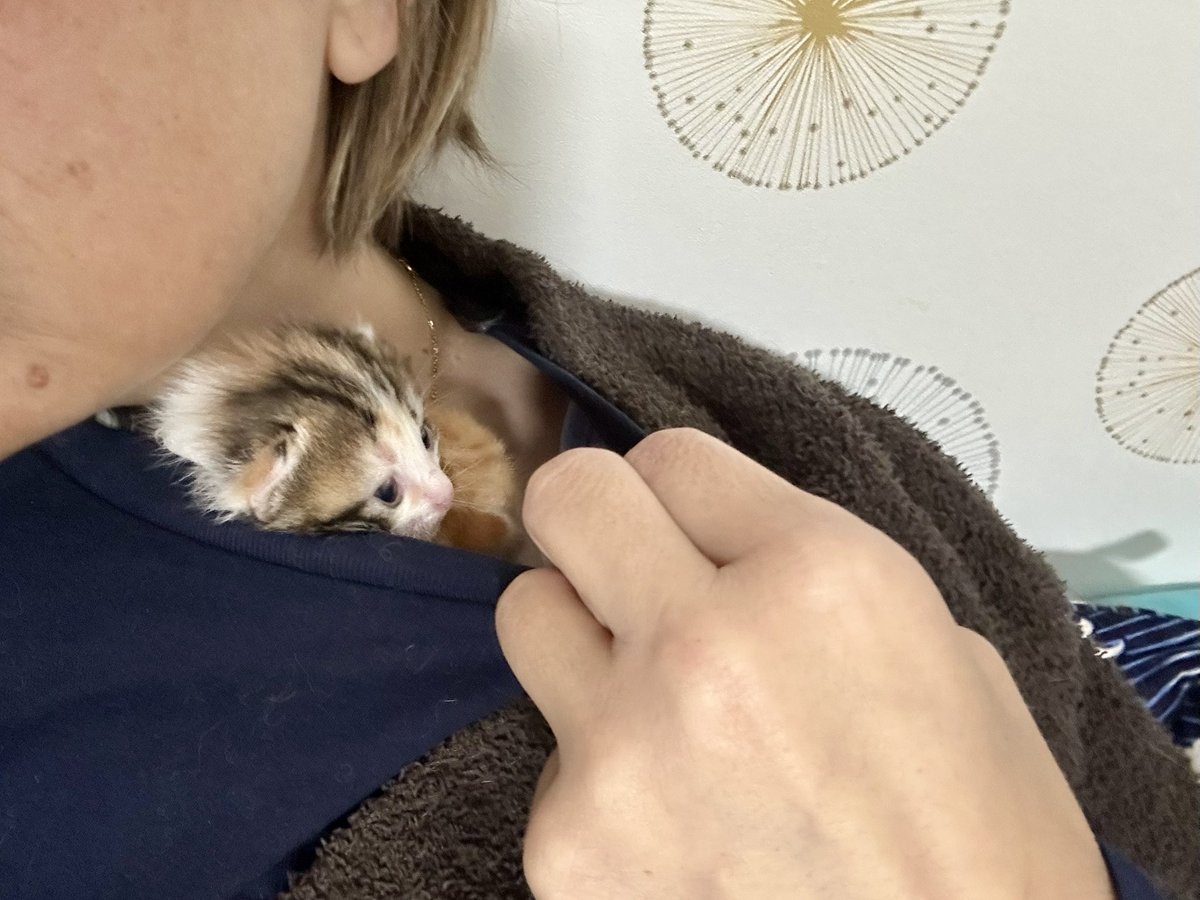 LaMeute_Du_42's tweet photo. 5 bébés abandonnés par leur maman à l’âge de 10-12 jours. Alors La Meute biberonne, aidée par les fabuleuses ASV de notre clinique et par notre belle amie @nimoyzet .
#SterilisationChats https://t.co/5T7MOLpIdO