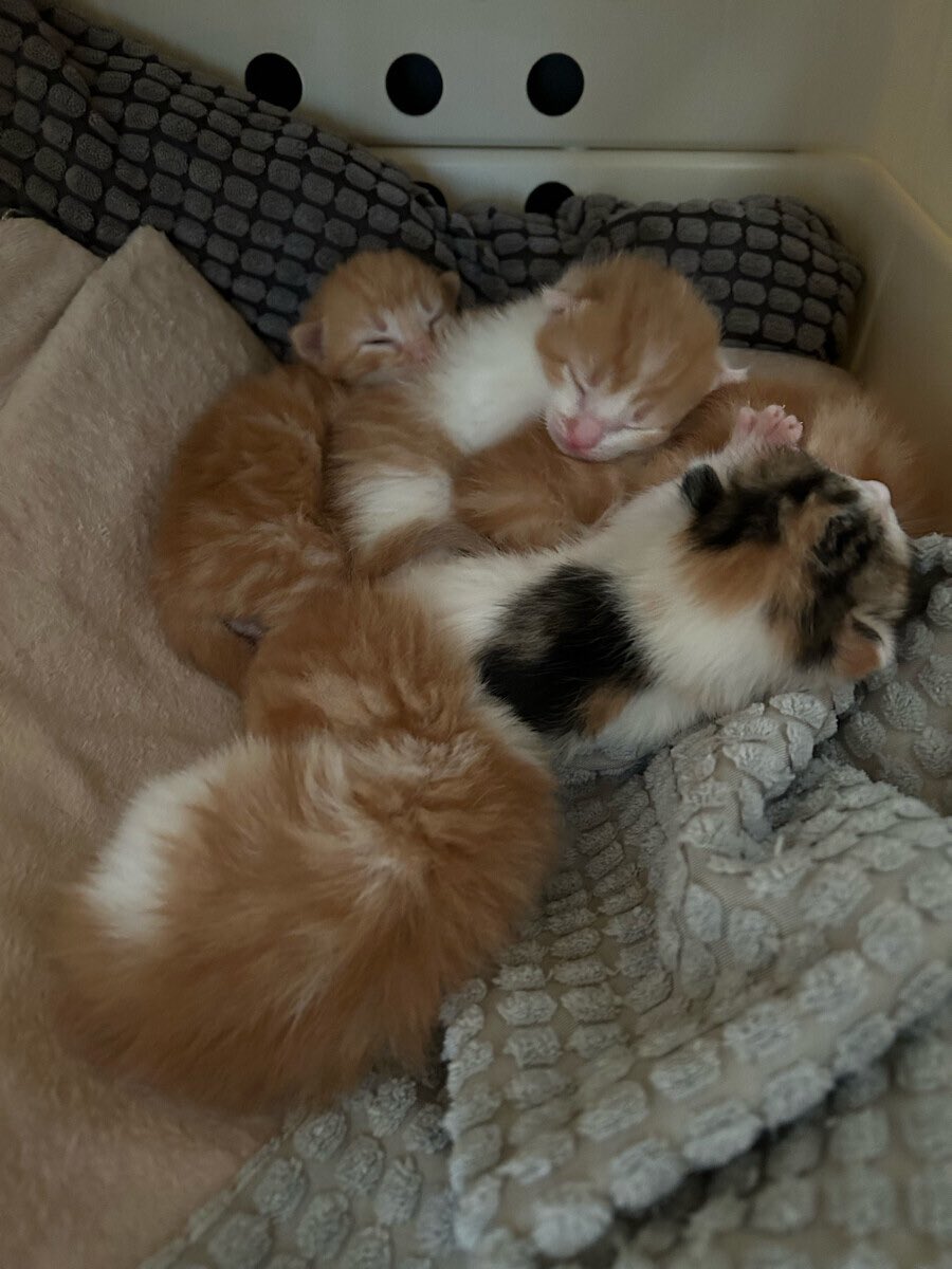 LaMeute_Du_42's tweet photo. 5 bébés abandonnés par leur maman à l’âge de 10-12 jours. Alors La Meute biberonne, aidée par les fabuleuses ASV de notre clinique et par notre belle amie @nimoyzet .
#SterilisationChats https://t.co/5T7MOLpIdO
