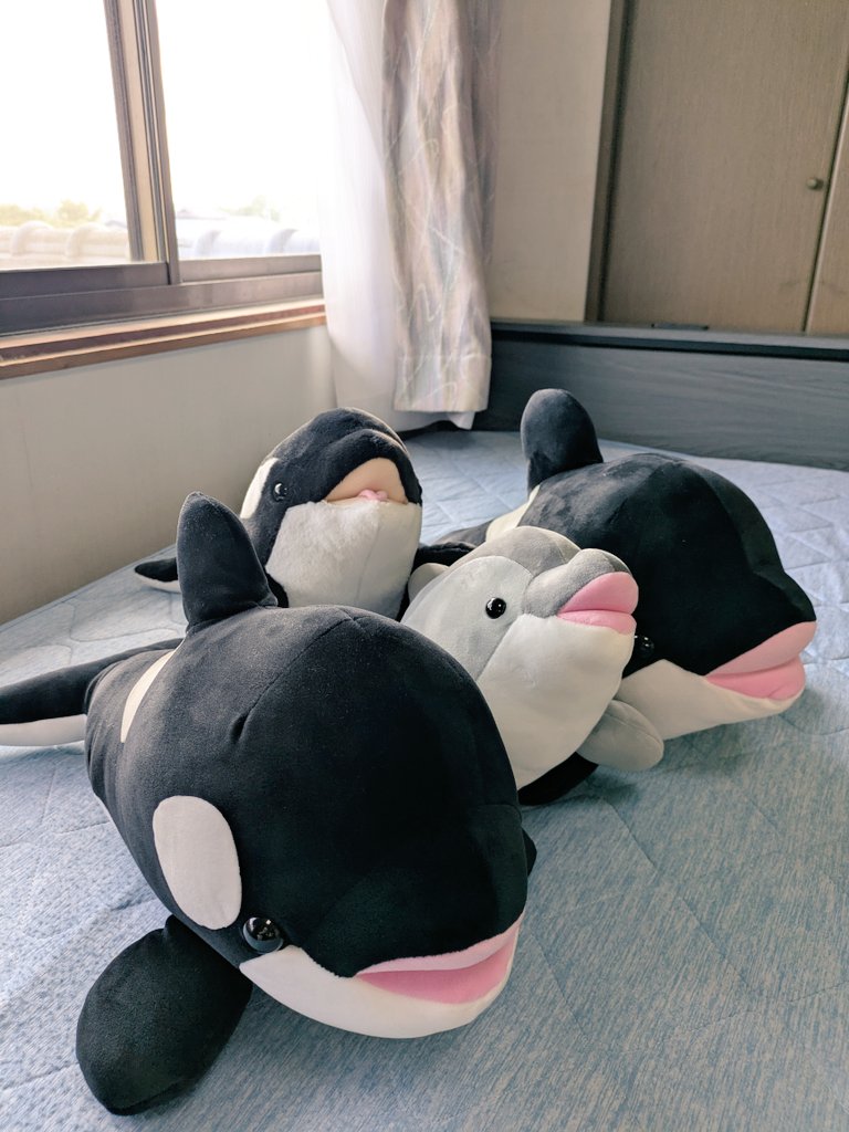 AAAchan_tyS's tweet photo. シャチに会いたくて半年前から計画してた須磨シーに行ってきました🚅
4回もオルカショーを見たし海水もめっちゃ浴びてすげー癒されたわ✨
楽しすぎて帰りたくなかった💦
#須磨シーワールド 
＃ステラン
＃しゃちまん
＃ぬいぐるみ https://t.co/y1hwqdDcNY