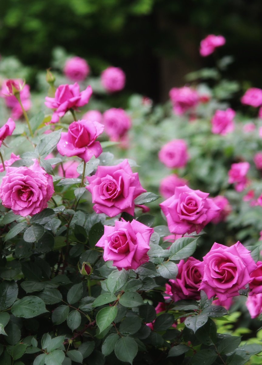 Hello
関東はどんより曇り空で
少しひんやりな一日でした
今週はすっきりしないお天気のようです

#お疲れさまでした🌹