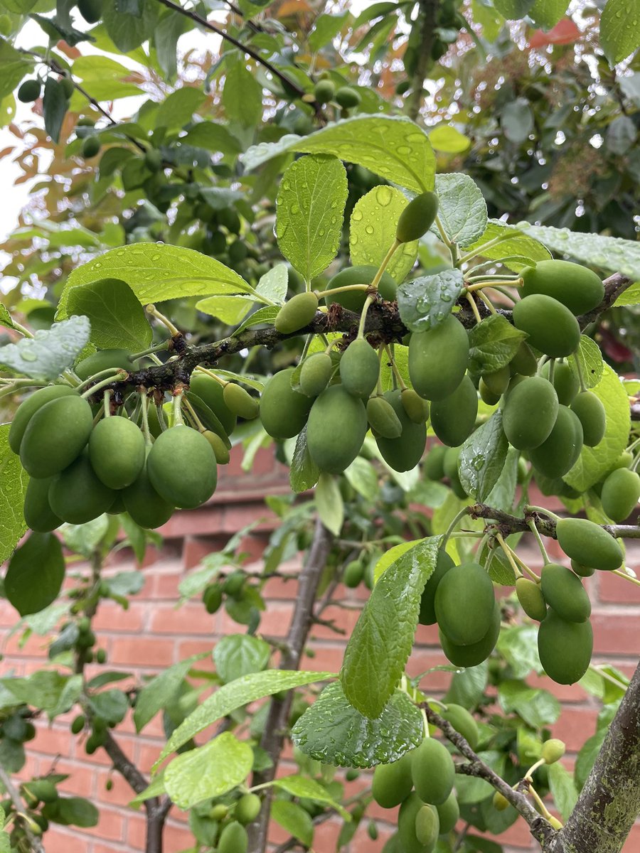 A fruitful summer beckons 
#garden #gardening #writer #writerslife #writingcommunity