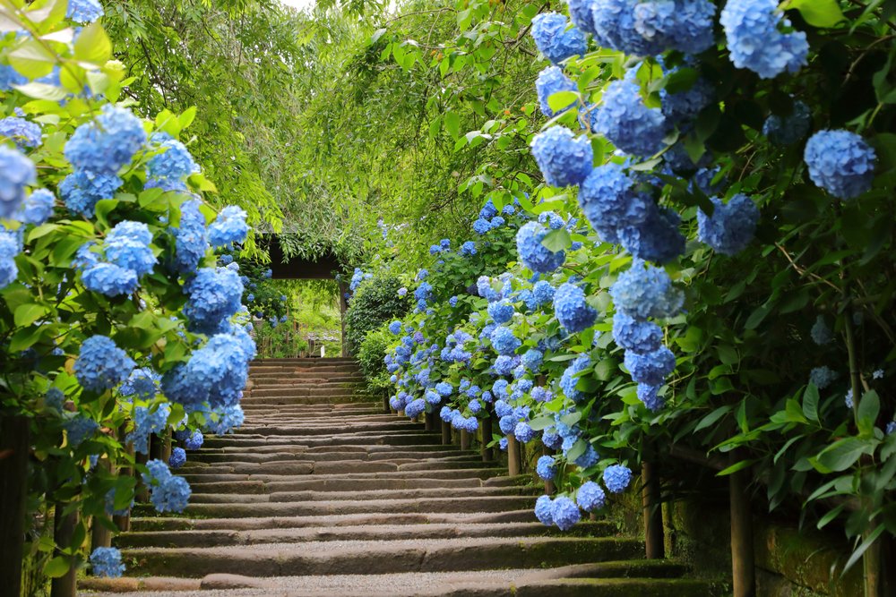 ☀🗓 Here's what Japan looks like in June. 𝘼𝙧𝙚 𝙮𝙤𝙪 𝙧𝙚𝙖𝙙𝙮?

#Japanese #Travel