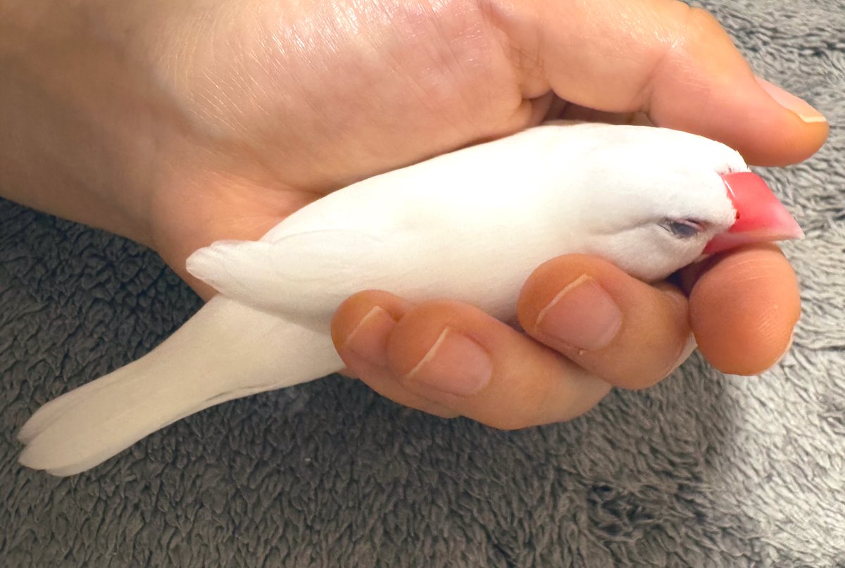 🍉椋鳥🍎🐦‍⬛🥛🫛🍓🐈‍⬛🕯️🥦🍒🐕‍🦺🕊️🫑🍅🐃🦢🥬 (@mukudori_1) on Twitter photo 