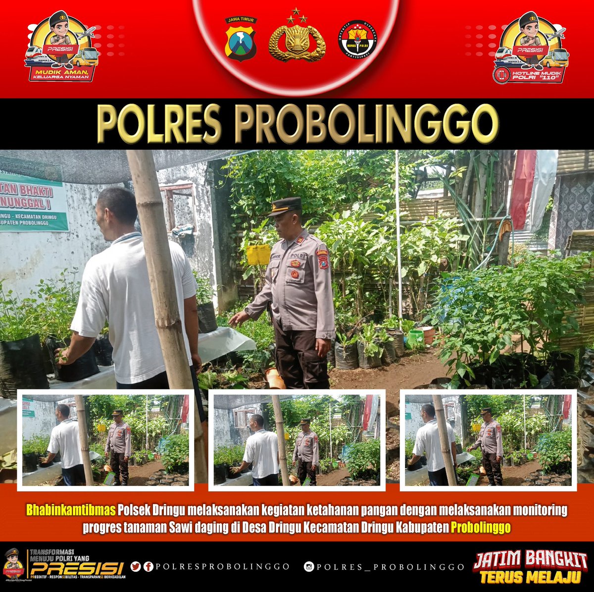 sumber_polsek's tweet photo. Dukung Program Asta Cita Presiden RI dalam Ketahanan Pangan, Kapolsek Dringu Polres Probolinggo Iptu Anshori dan Bhabinkamtibmas bersama kelompok tani melaksanakan patroli dan monitoring progres pembibitan tanaman pokcoy (sawi saging) di lahan Poktan Bhakti Manunggal 1 untuk https://t.co/fXGlF3BMHs