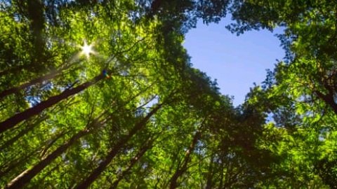 DenyseUwa's tweet photo. Nature carved this heart into the canopy, reminding us that forests don’t just provide resources.they give us wonder, peace, and life itself
#ForesterLife
#ForestHeart
#GreenFuture https://t.co/yAgDiPH9VO