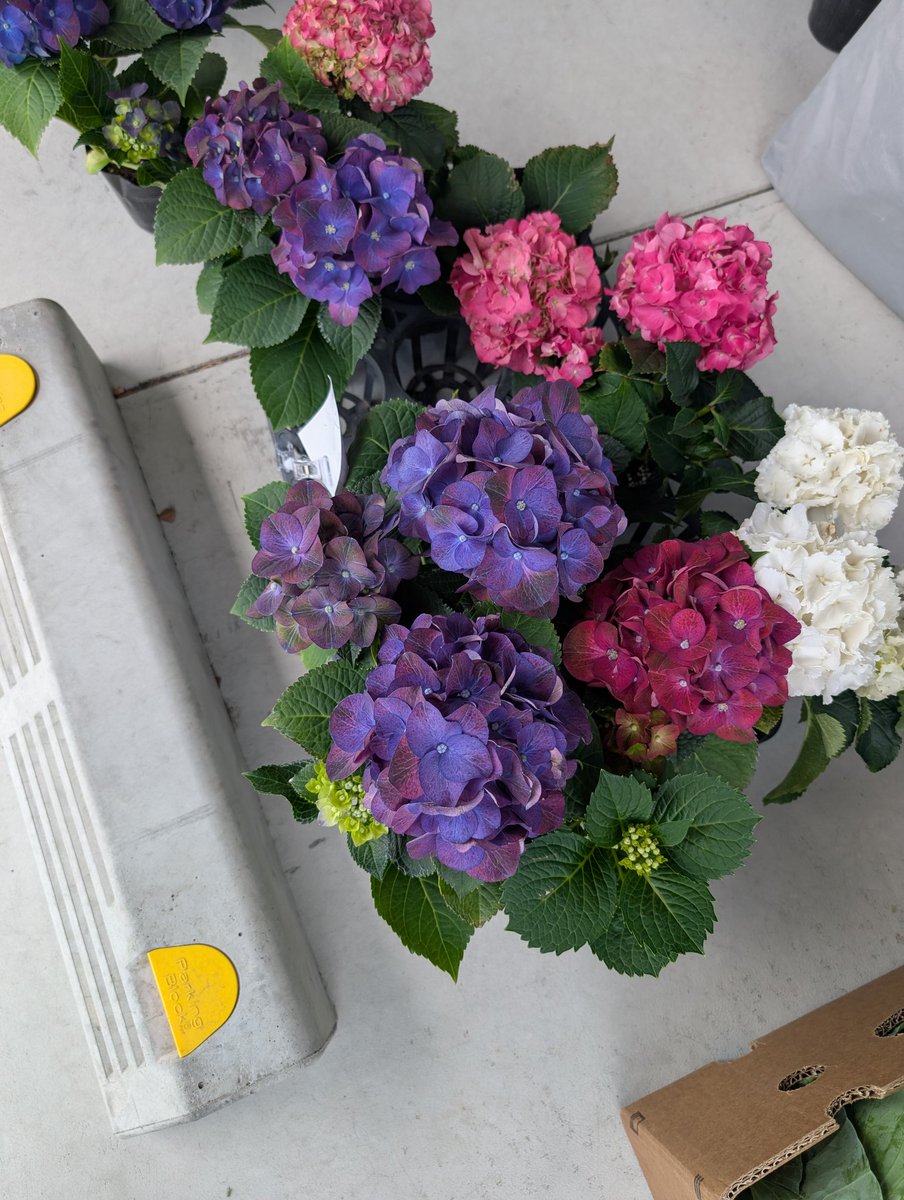 chocoliqui's tweet photo. #entowa
様の花市へ、今回は紫陽花
どの色も可愛い☺️ https://t.co/xCmVqYuf9T