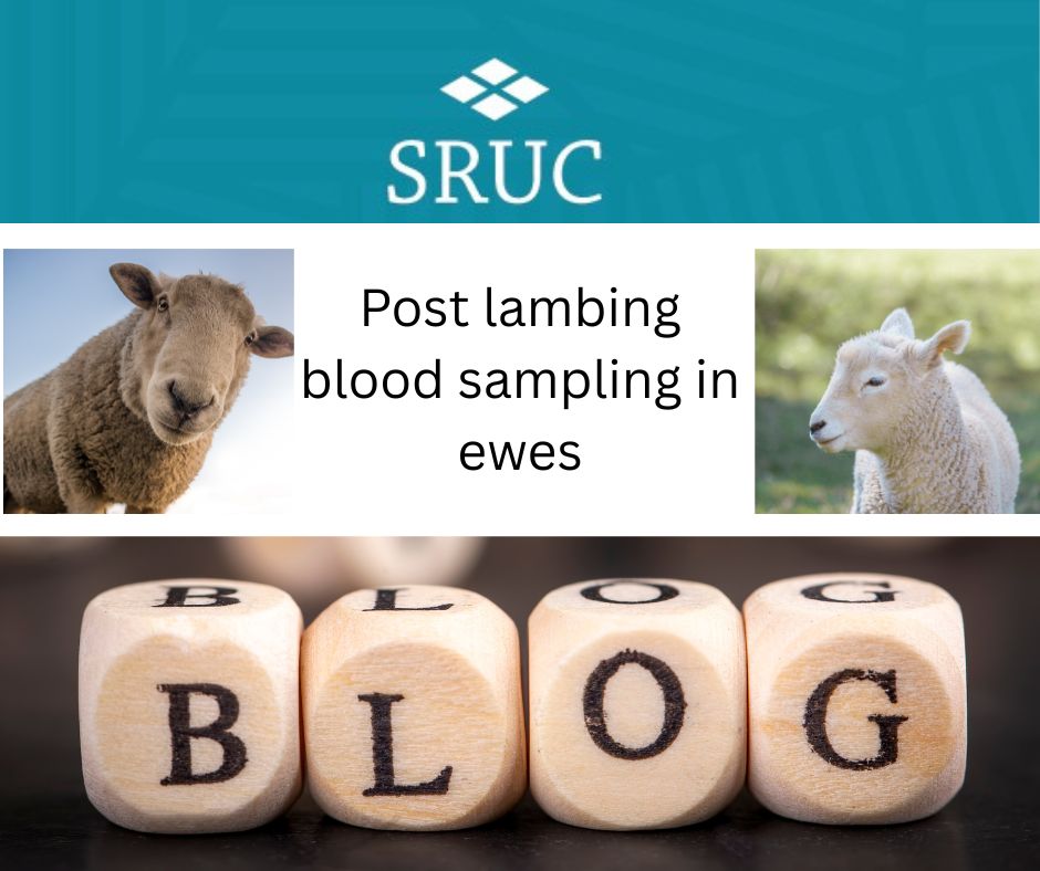 📣Post-lambing blood sampling in ewes 🐑Considering blood sampling sheep which aborted or appeared empty? There are limitations to testing for infectious abortion after lambing but in some cases it can be useful for flock health planning. Read our Blog tinyurl.com/ye25wu3j