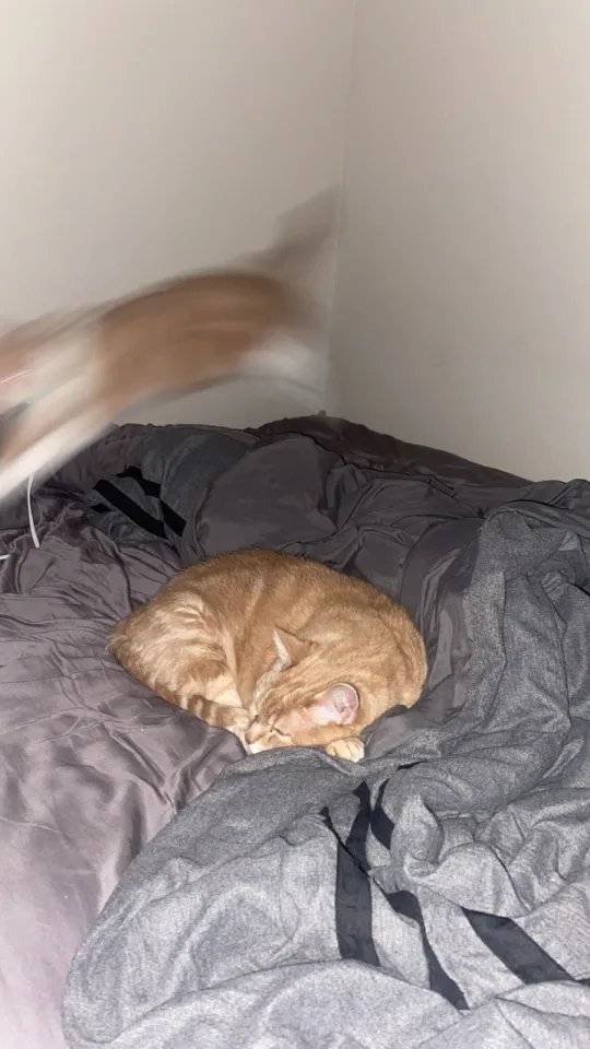 bro I was taking a picture of my cats sleeping and Roofus saw the flash turn on and INSTANTLY jumped to go fight the shadows LMFAO