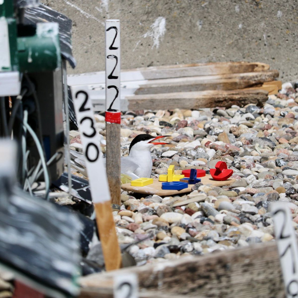 Nueva publicación en #Ethology sobre aspectos de personalidad en el Gaviotín Golondrina (Sterna hirundo) en colaboración con investigadores del Institute of Avian Research 'Vogelwarte Helgoland' (Alemania). 🇩🇪🇦🇷
1/3
<a href="/melicast93/">Melina Castano</a> <a href="/Gerenchapa/">Germán García</a> <a href="/ifv_whv/">Institute of Avian Research 'Vogelwarte Helgoland'</a> <a href="/IIMyCAr/">IIMyC-UNMdP-CONICET</a>