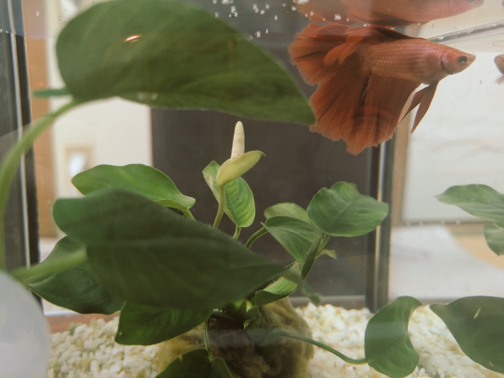 unity259's tweet image. アヌビアスナナの花？が咲いたよん。これがどういう条件で咲くのか未だわかってないそうな！縁起がいいな