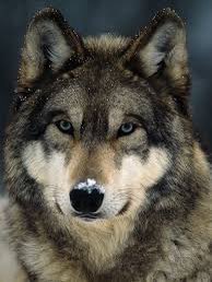 Ian Skelly (@ianskellyradio3) on Twitter photo We’re between the dog and the wolf on Essential Classics <a href="/BBCRadio3/">BBC Radio 3</a> - a French term for the uncertainties of twilight. Dvorak sets the indeterminate mood. What music would you add to our Playlist? All ideas welcome. The Teacup Jackie will howl at 10, but why not join me now? We’re between the dog and the wolf on Essential Classics <a href="/BBCRadio3/">BBC Radio 3</a> - a French term for the uncertainties of twilight. Dvorak sets the indeterminate mood. What music would you add to our Playlist? All ideas welcome. The Teacup Jackie will howl at 10, but why not join me now?