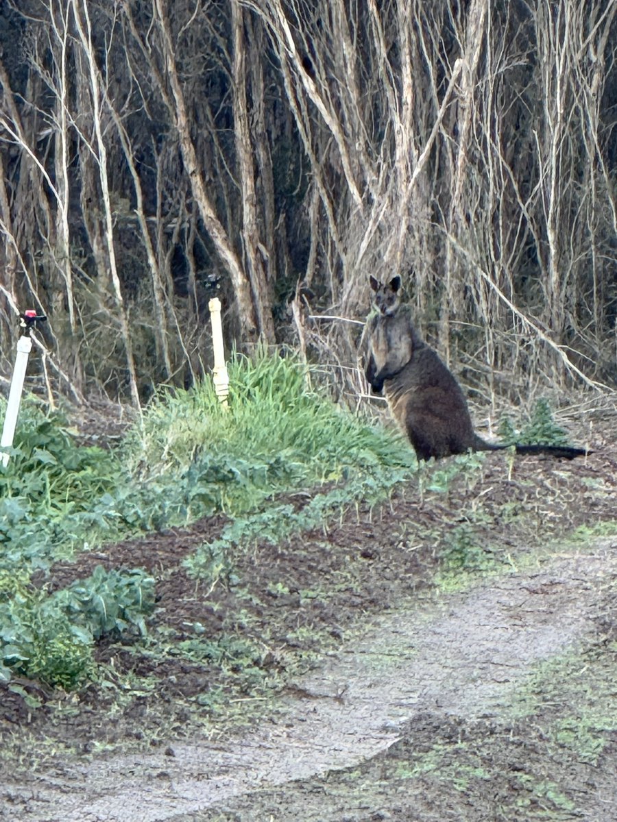 Wallabies in the broccoli