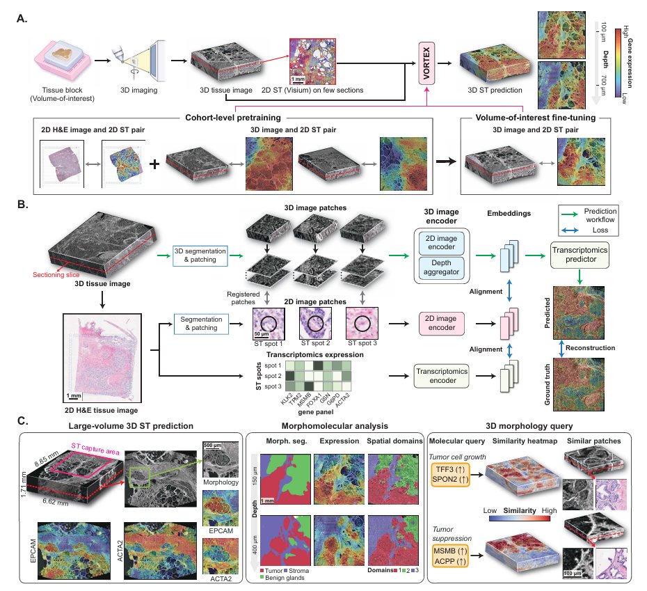 News feature from <a href="/NatureBiotech/">Nature Biotechnology</a>
highlights the work on 3D Spatial Transcriptomics - VORTEX, read pre-print here:
arxiv.org/pdf/2502.17761
<a href="/AI4Pathology/">Faisal Mahmood</a>