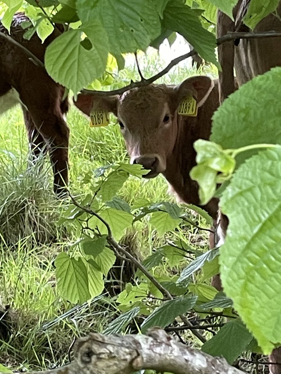 Spent some time sheltering from a heavy downpour yesterday under the same tree as this newbie, good strong fence between us as cow mums go mental.. It was very moooving. 🙄🙄