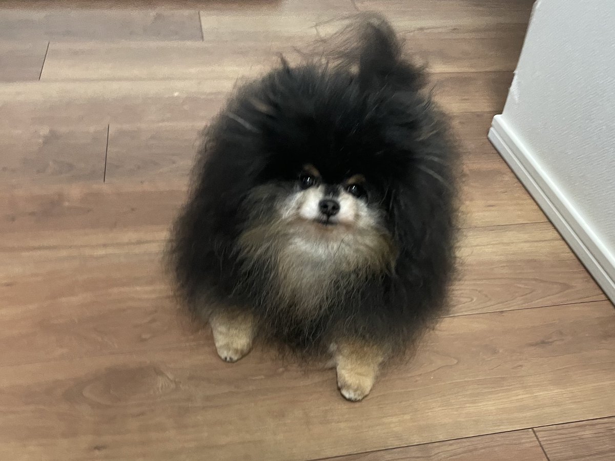a_san_yade's tweet photo. ただいま 爆毛すぎて四角犬をお届けします https://t.co/MNWK2JZixS