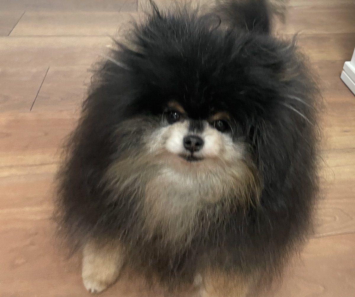 a_san_yade's tweet photo. ただいま 爆毛すぎて四角犬をお届けします https://t.co/MNWK2JZixS