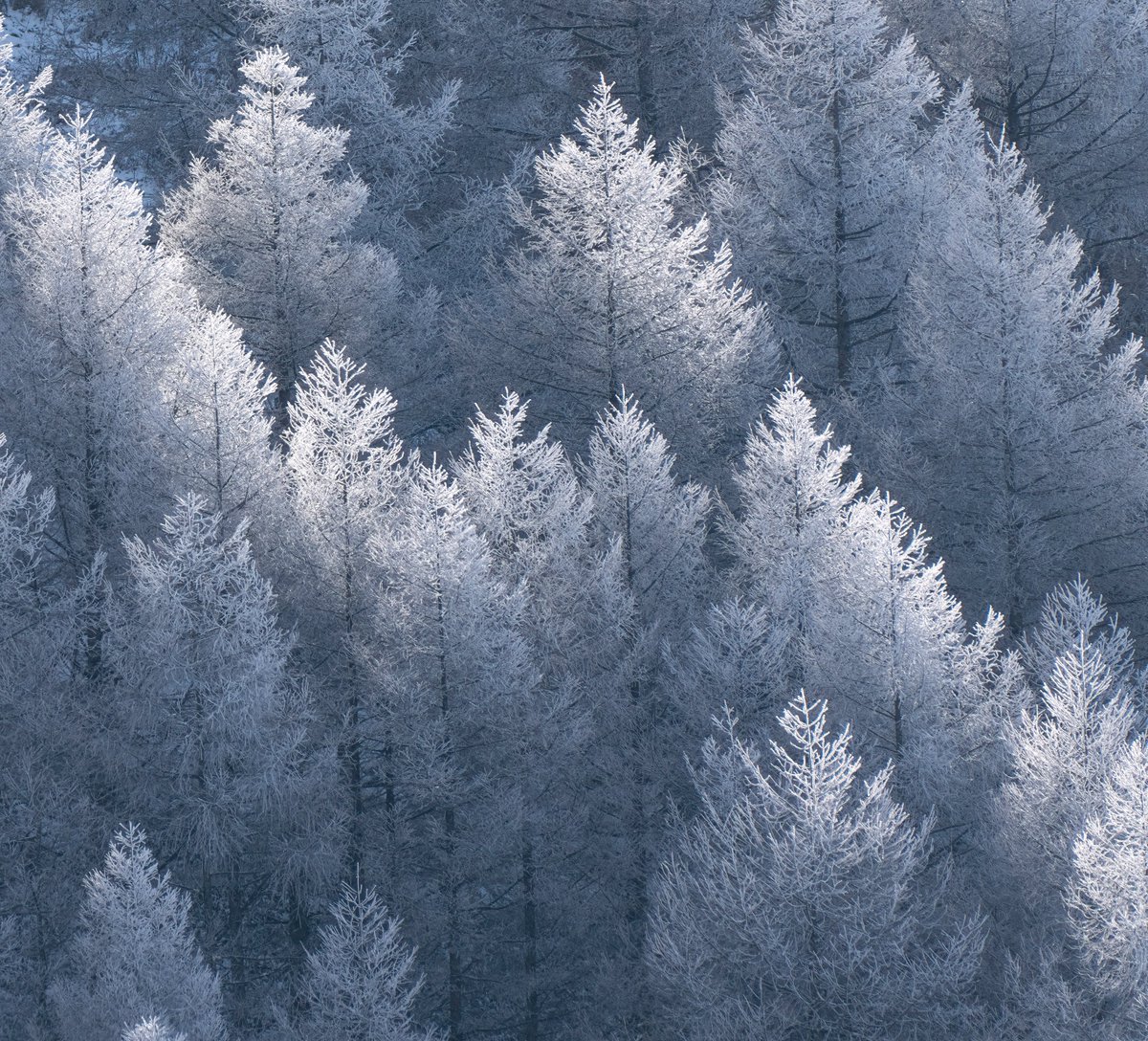 冬の信州は東山魁夷の絵画のような世界観だった