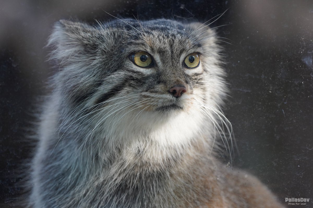 Good Morning Manul 💜