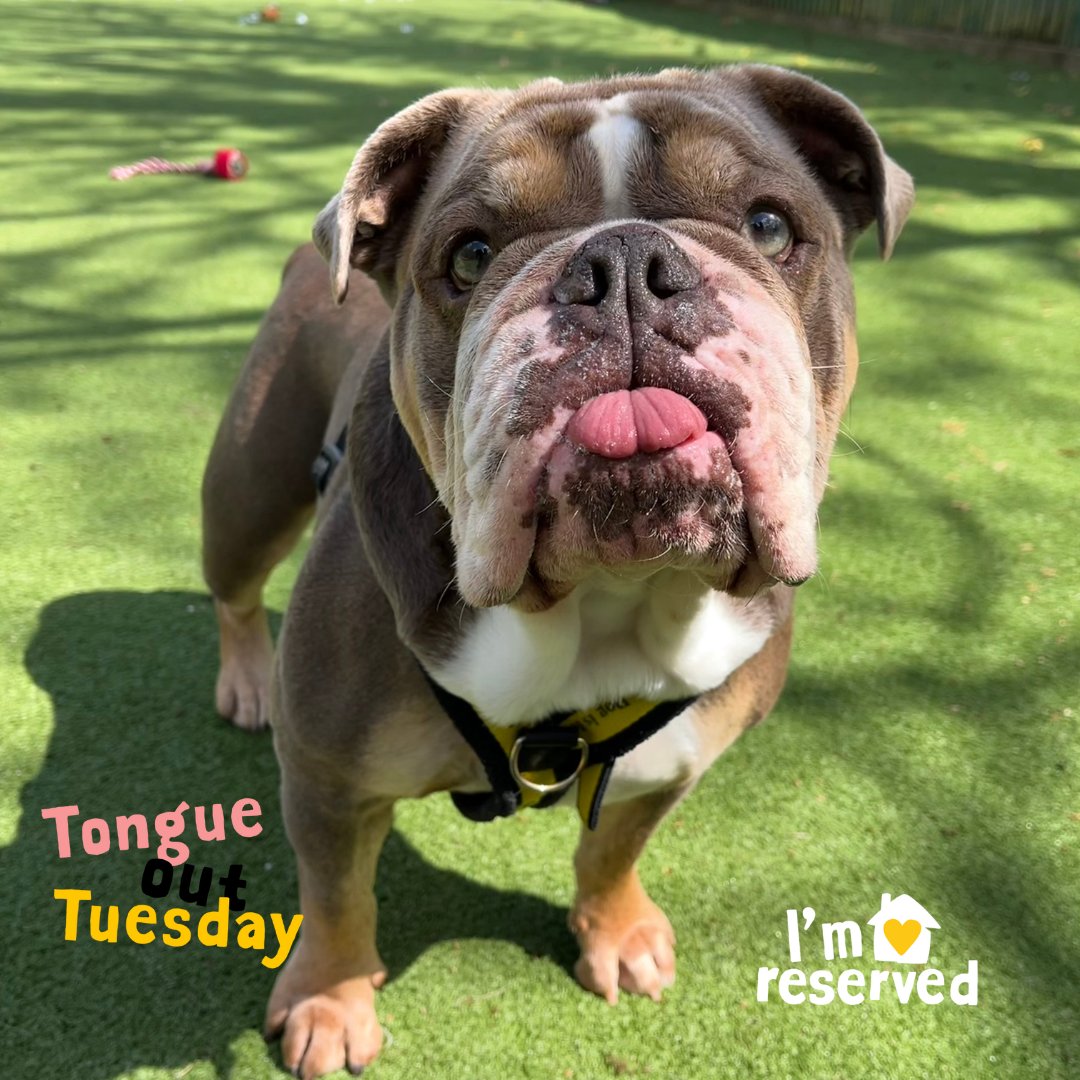 Exciting news... Lila is now reserved on our website and is in the process of meeting her people. #TongueOutTuesday 😝 Apply online to adopt a dog. 👉bit.ly/3XwDxOI
#ADogIsForLife #AdoptADog