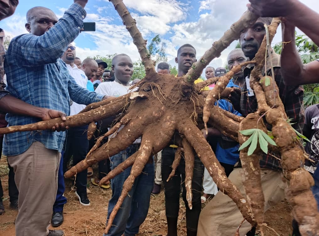INGABOSYNDICAT1's tweet photo. INGABO Farmers’ Syndicate Commits to Tackling Food Insecurity by Strengthening the #CassavaValueChain.
#CassavaValueChinDevelopment.@worldfarmersorg,@EUinRW,@IITARWANDA,@EAFFinfo,@pafo_africa,@RwandaAgriBoard,@RwandaAgriBoard,@RwandaSouth,@RwandaEast,@RwandaWest,@AlexisNyandwi12 https://t.co/lCESuXFukg