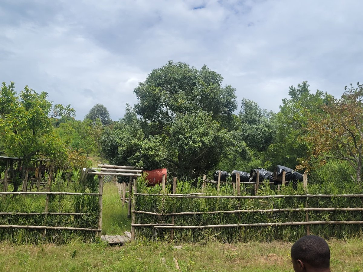 yofchan's tweet photo. Beekeeping offers a promising avenue for young people in Uganda, providing low-investment, high-return opportunities, and fostering economic empowerment, especially for young women and girls. Beekeeping can also contribute to broader development goals, including food security, biodiversity conservation, and sustainable livelihoods.

Meet the young rural people bringing back bees. For them and their community, the beehives offer a way to build resilient livelihoods while preserving tradition – and protecting the natural environment they have lived in symbiotically for generations. #YouthInspiringYouthInAgriculture