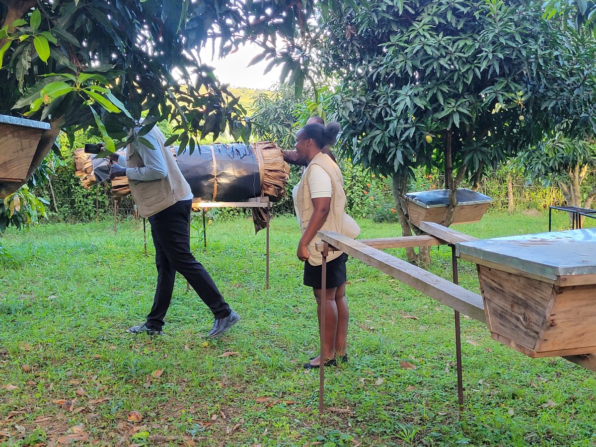 yofchan's tweet photo. Beekeeping offers a promising avenue for young people in Uganda, providing low-investment, high-return opportunities, and fostering economic empowerment, especially for young women and girls. Beekeeping can also contribute to broader development goals, including food security, biodiversity conservation, and sustainable livelihoods.

Meet the young rural people bringing back bees. For them and their community, the beehives offer a way to build resilient livelihoods while preserving tradition – and protecting the natural environment they have lived in symbiotically for generations. #YouthInspiringYouthInAgriculture
