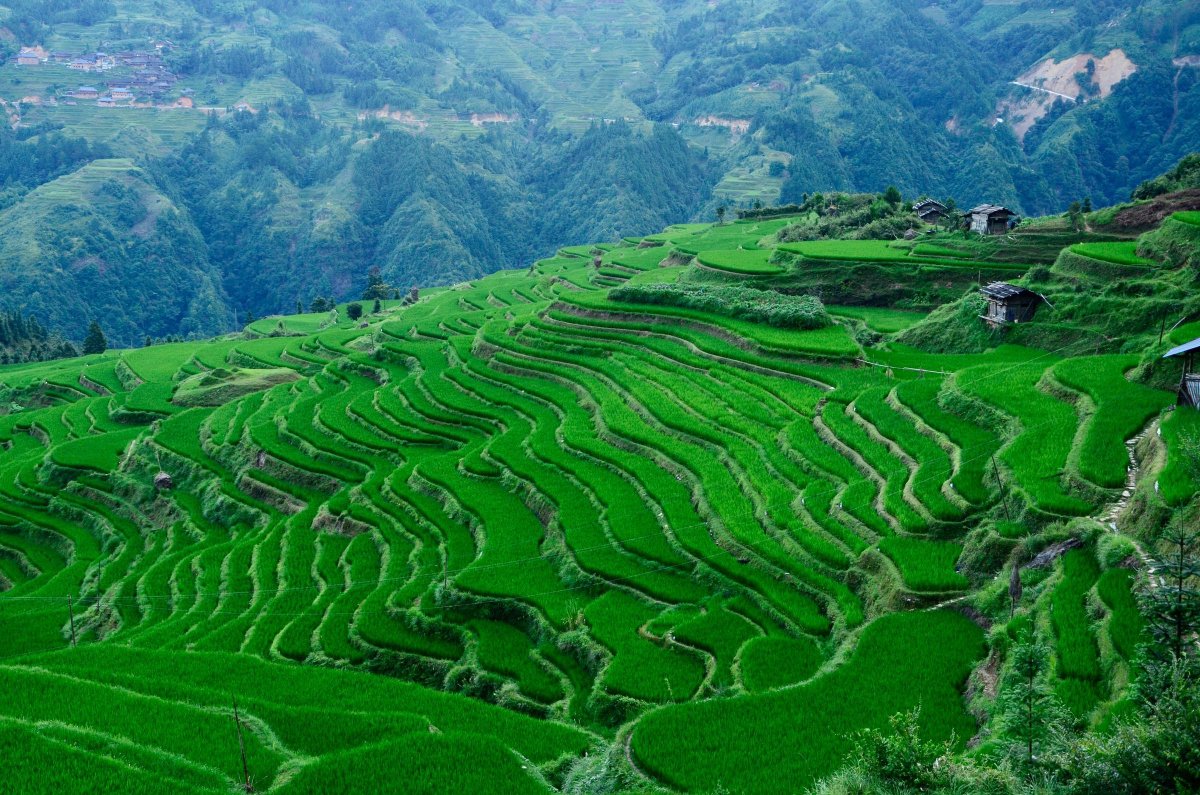 GoGuizhou's tweet photo. 🌾 Emerald waves in the heart of Guizhou 🌾
These breathtaking rice terraces showcase the harmony between nature and tradition. A quiet reminder of the beauty that grows when we move with the land, not against it. 🌿✨ https://t.co/V7hCoCJArM