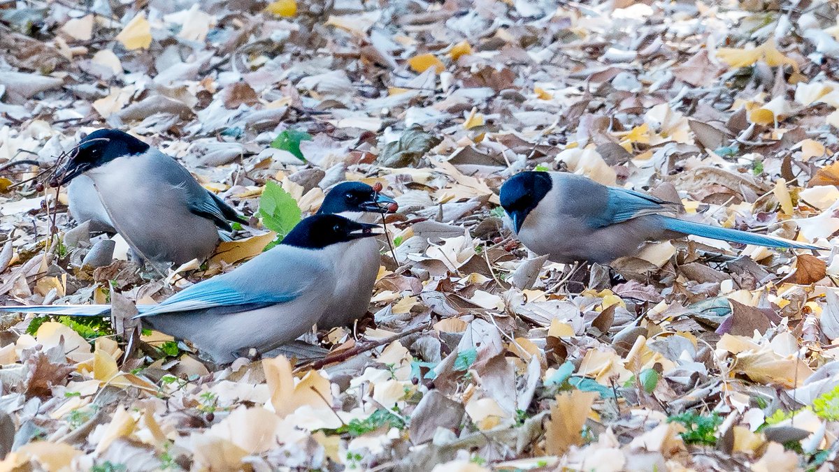希少 野鳥の会 徽章 27個まとめて BIRD MATE 1997年～2017年頃 重複