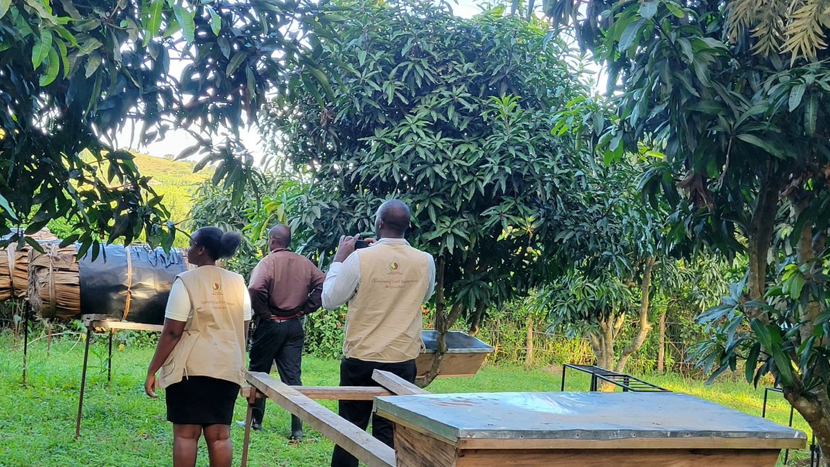 yofchan's tweet photo. Beekeeping offers a promising avenue for young people in Uganda, providing low-investment, high-return opportunities, and fostering economic empowerment, especially for young women and girls. Beekeeping can also contribute to broader development goals, including food security, biodiversity conservation, and sustainable livelihoods.

Meet the young rural people bringing back bees. For them and their community, the beehives offer a way to build resilient livelihoods while preserving tradition – and protecting the natural environment they have lived in symbiotically for generations. #YouthInspiringYouthInAgriculture